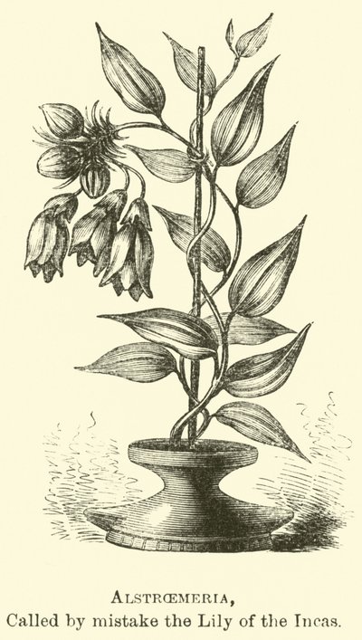 Alstroemeria, per vergissing de Lelie van de Inca